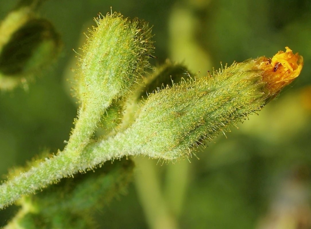 Image of Sonchus palustris specimen.