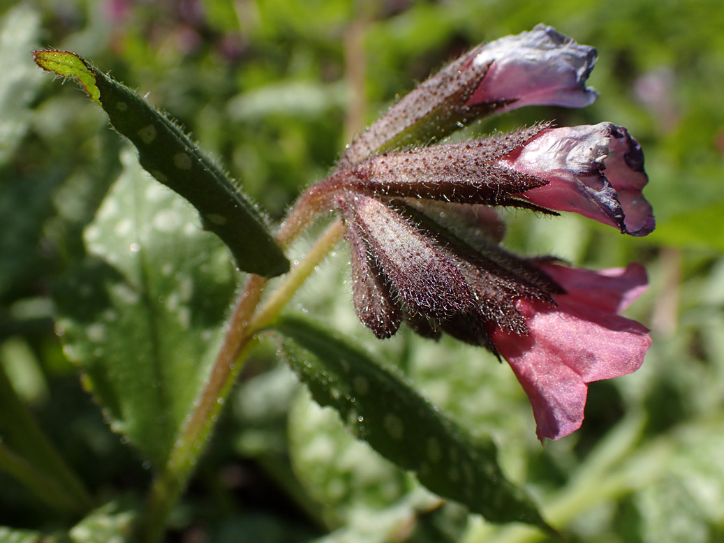 Image of Pulmonaria officinalis specimen.