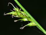 Carex xiphium