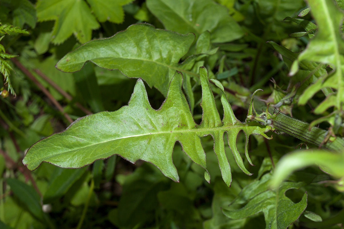 Image of Crepis biennis specimen.