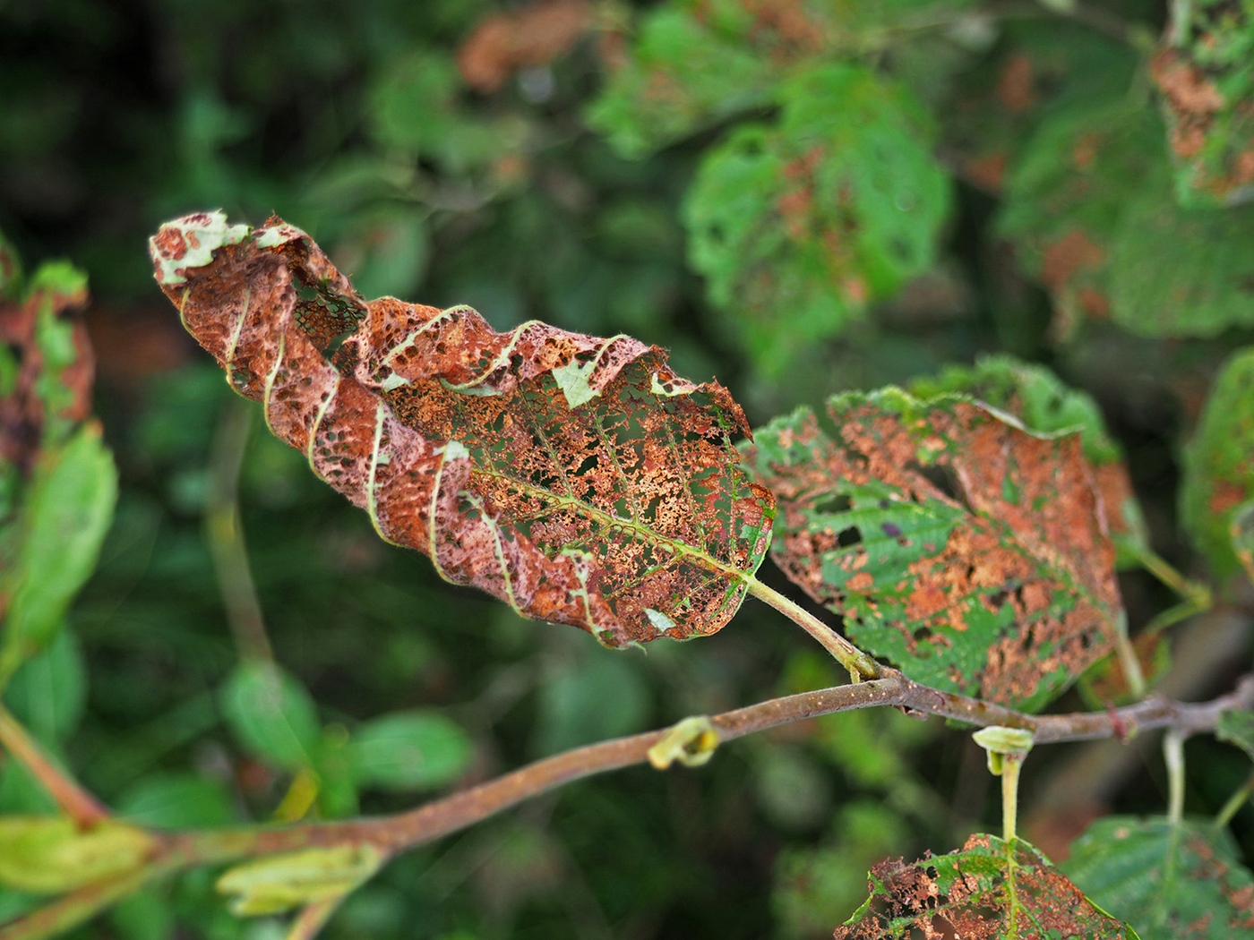 Image of Alnus incana specimen.