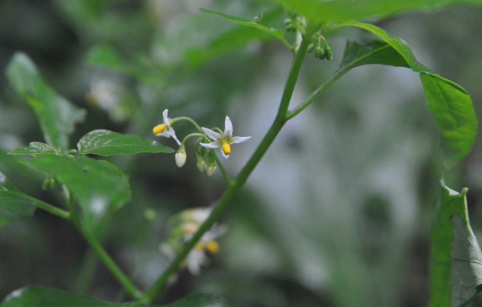 Image of genus Solanum specimen.