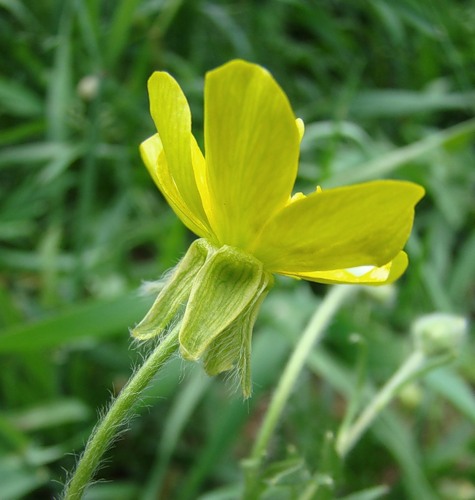 Image of Ranunculus oxyspermus specimen.