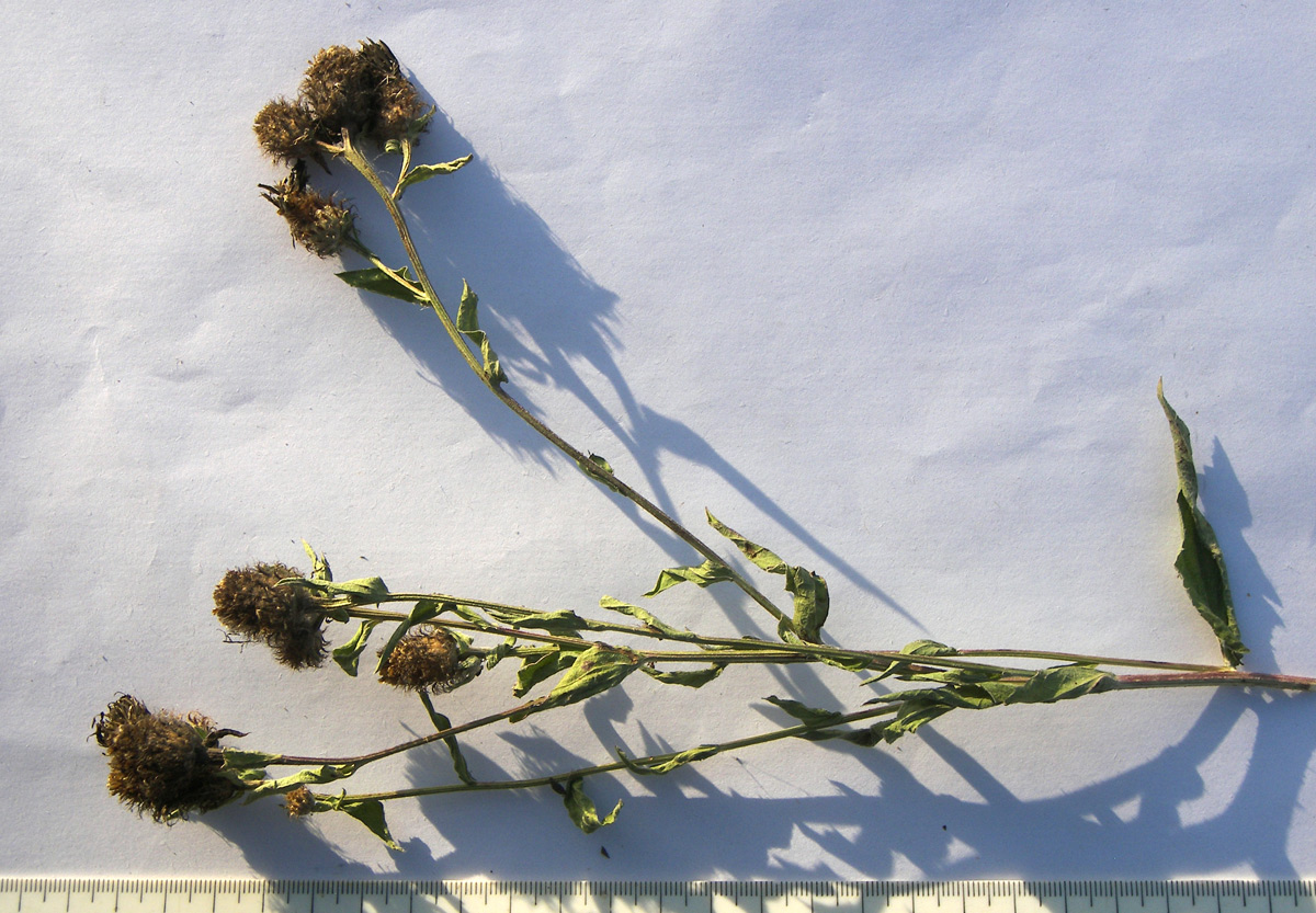 Изображение особи Centaurea abnormis.