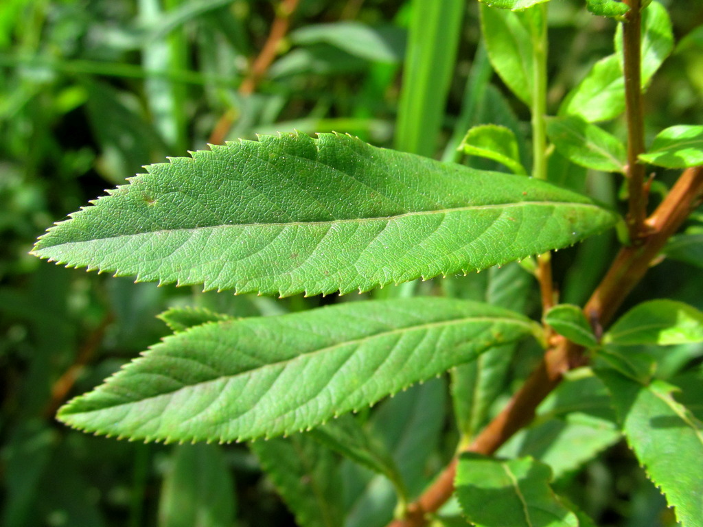 Image of Spiraea alba specimen.