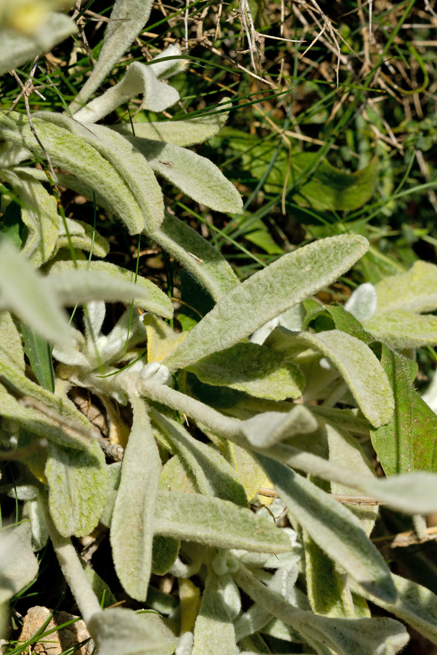 Image of Sideritis syriaca specimen.