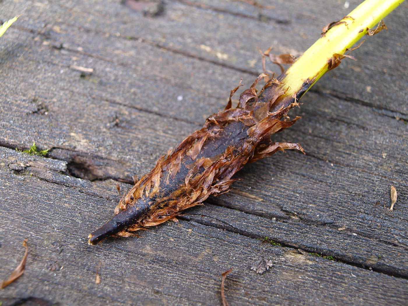 Image of Athyrium filix-femina specimen.