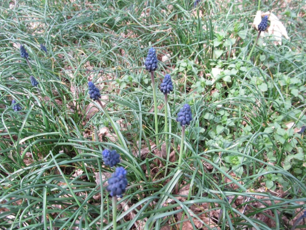 Image of genus Muscari specimen.