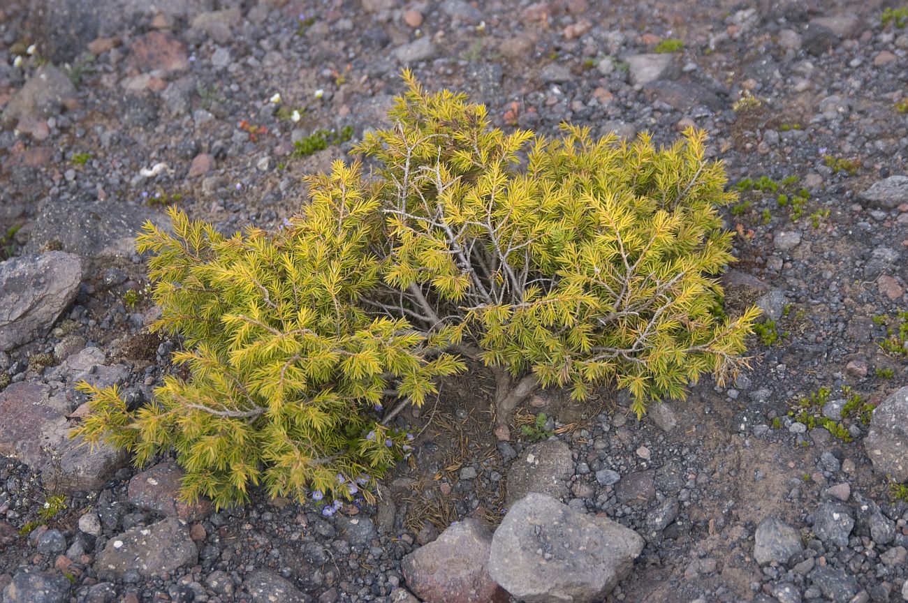 Image of Juniperus hemisphaerica specimen.