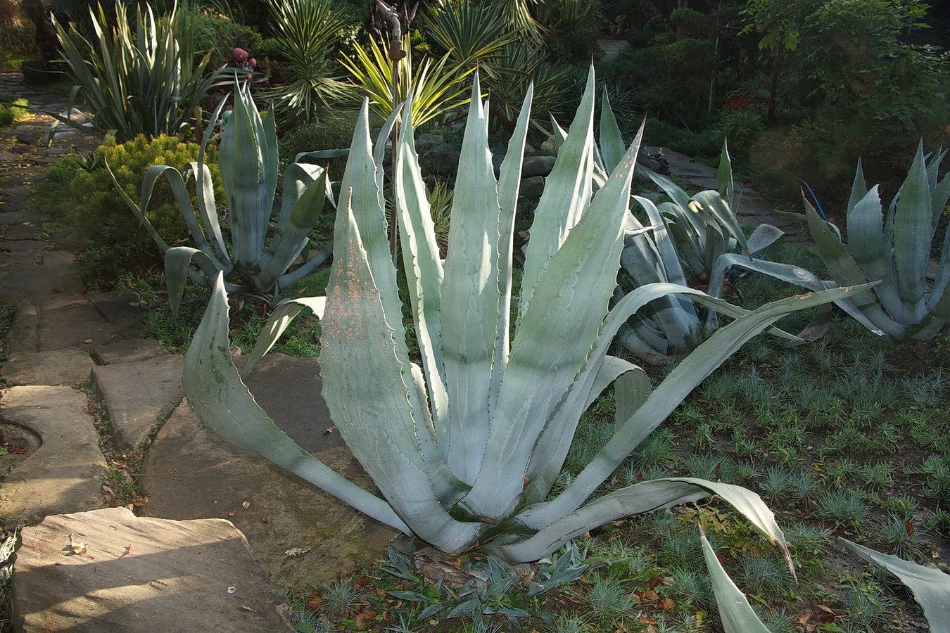 Image of Agave americana specimen.