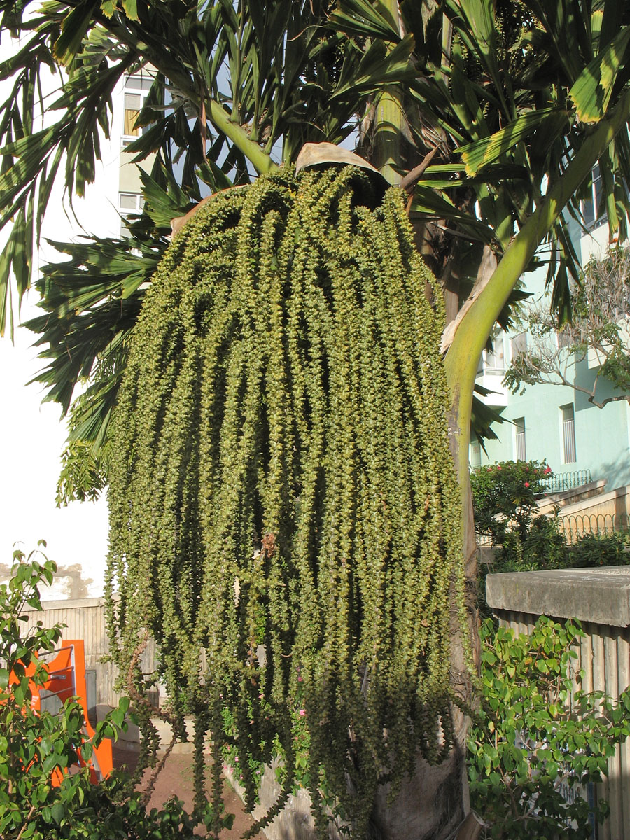 Image of Caryota urens specimen.