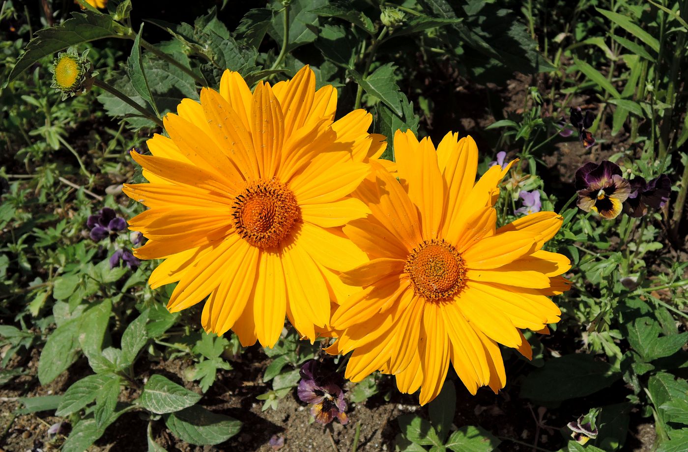 Image of Heliopsis helianthoides ssp. scabra specimen.