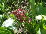 Hyacinthus orientalis. Отцветшее растение. Тверская обл., Весьегонск, в культуре. 20 мая 2018 г.