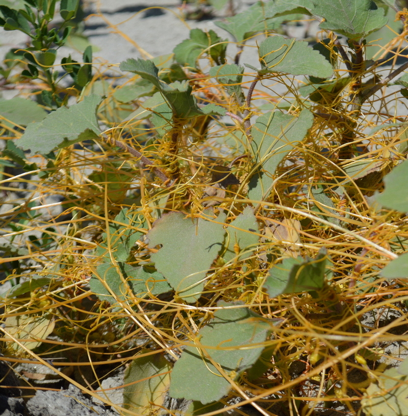 Image of Cuscuta campestris specimen.