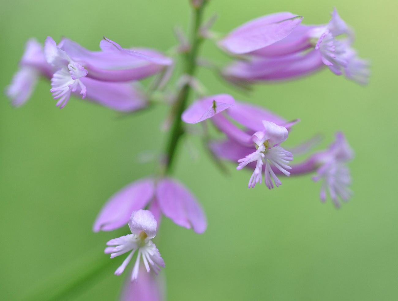 Image of Polygala major specimen.