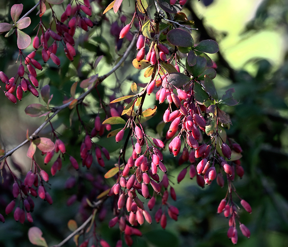 Image of Berberis vulgaris f. atropurpurea specimen.