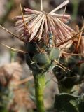 Centaurea raphanina подвид mixta. Отцветающее соцветие с пауком-скакунчиком. Греция, Эгейское море, север о-ва Парос, национальный парк Св. Яниса Детис Колимбифрес; обочина туристической тропы. 13.04.2018.