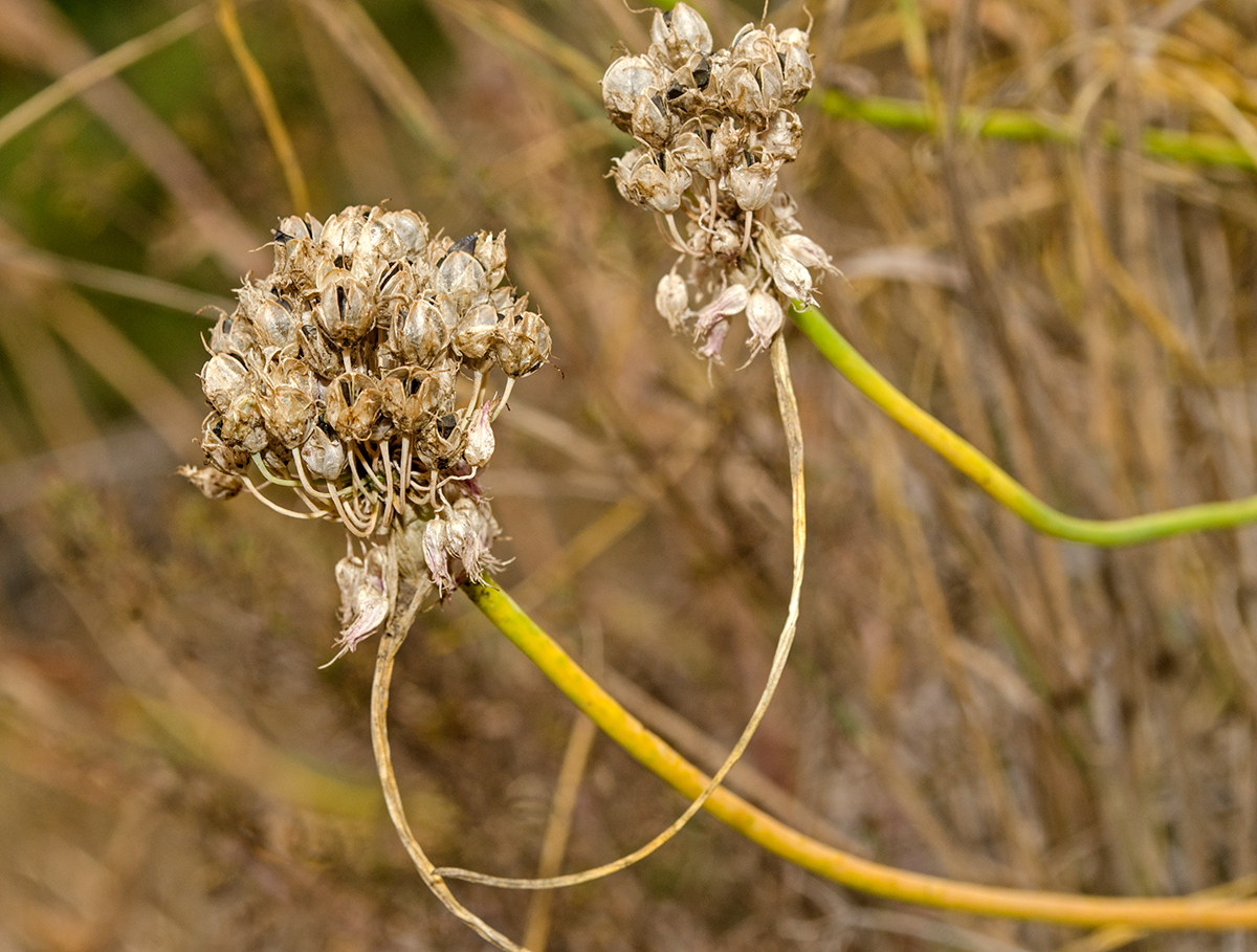 Image of Allium cretaceum specimen.