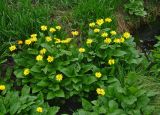 Doronicum altaicum. Цветущие растения. Красноярский край, Ермаковский р-н, природный парк \"Ергаки\", берег оз. Мраморное, ≈ 1600 м н.у.м., каменистый берег ручья. 16.07.2018.