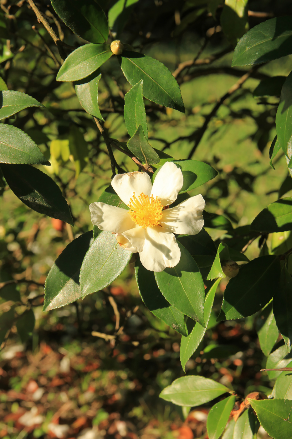 Image of Camellia sasanqua specimen.