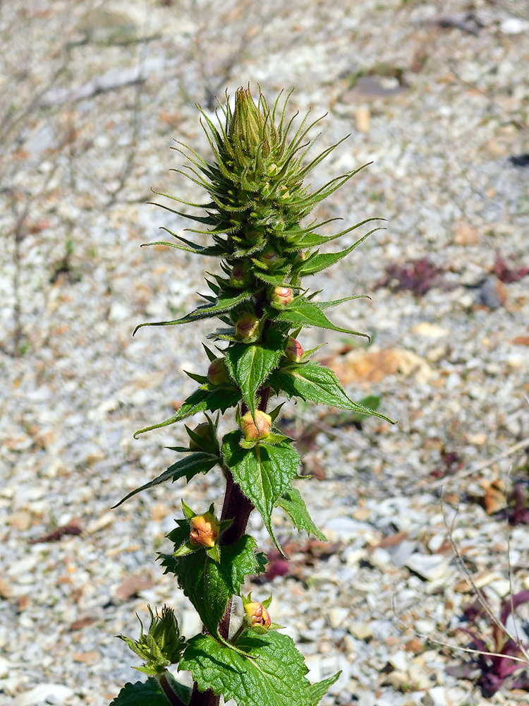 Image of Verbascum spectabile specimen.