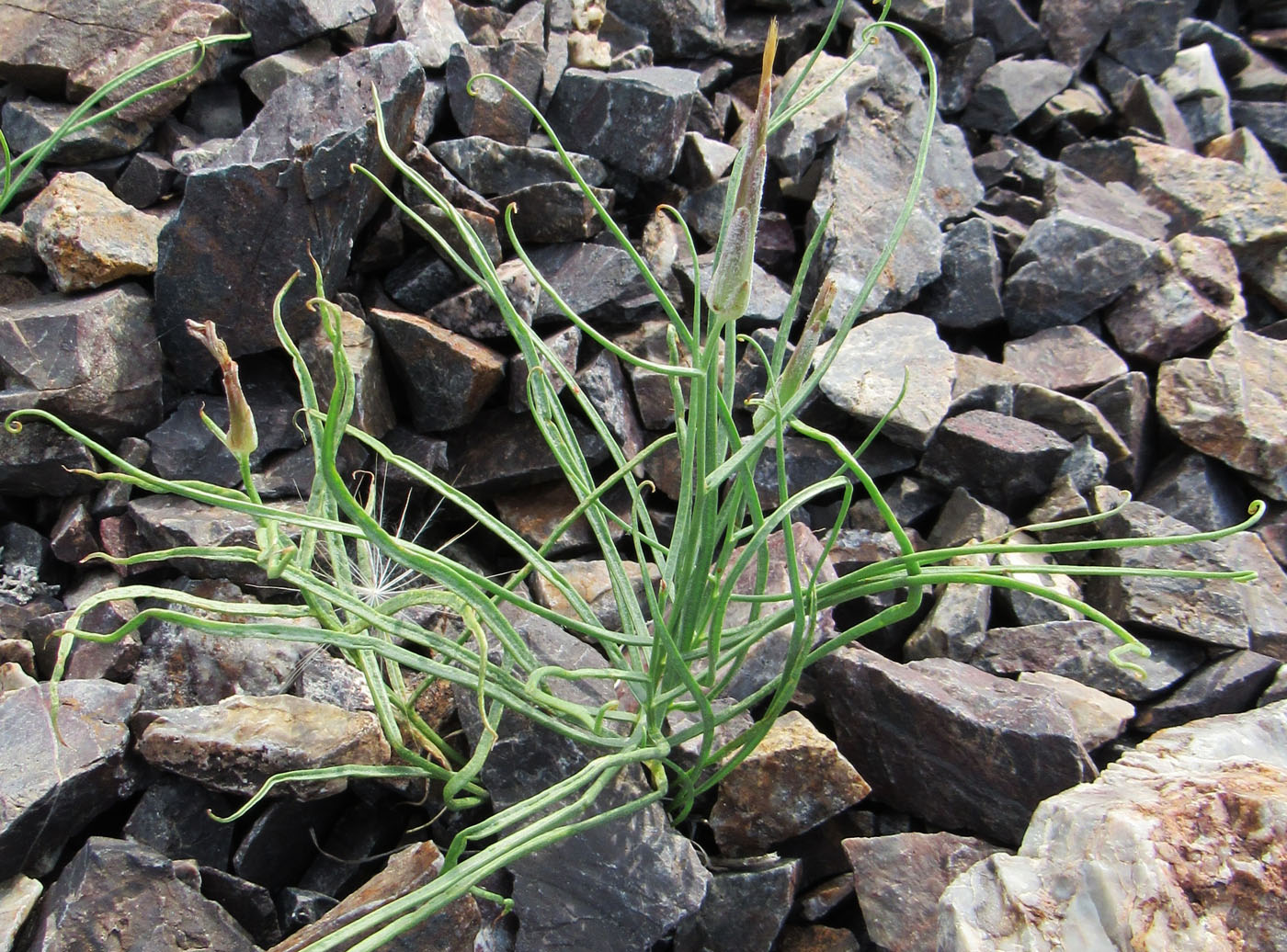 Image of Takhtajaniantha pusilla specimen.