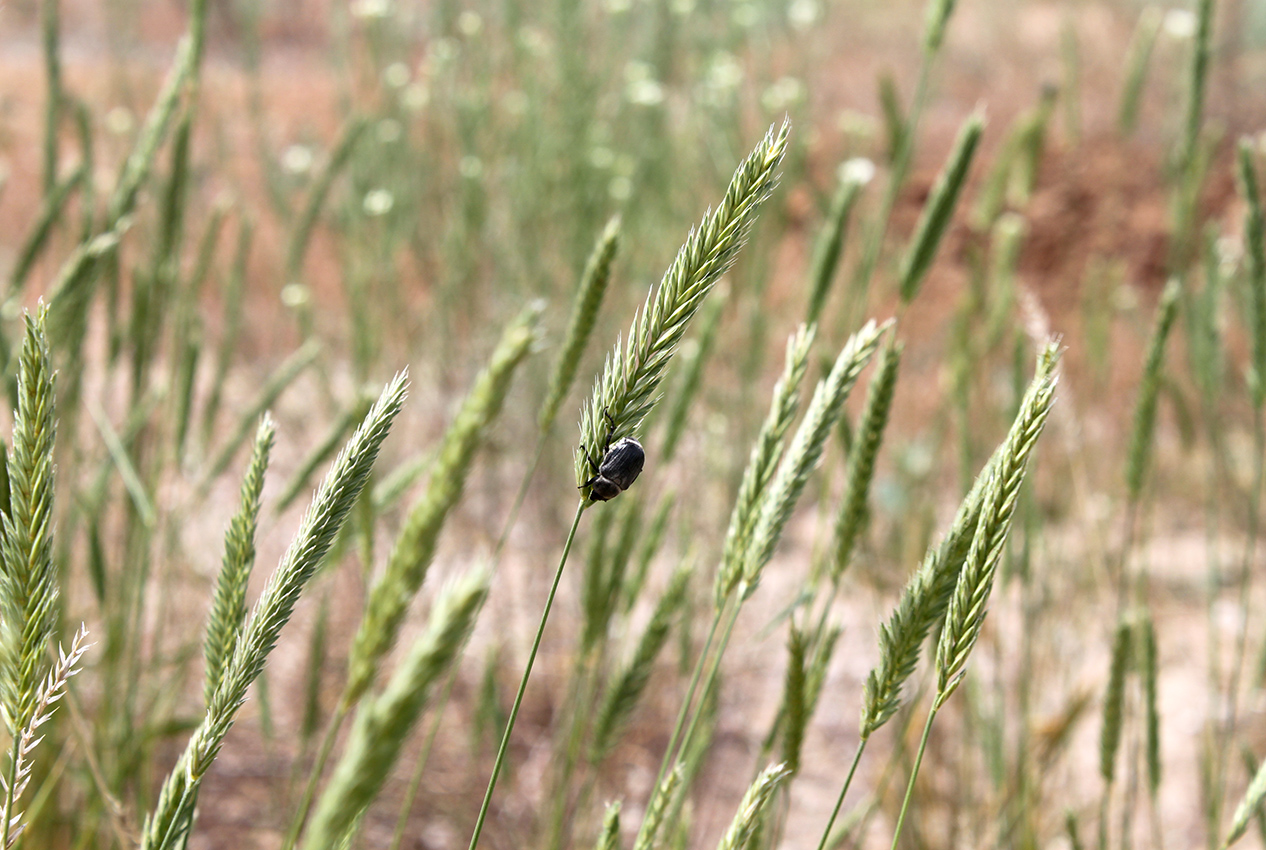 Image of Agropyron desertorum specimen.