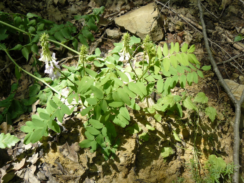 Изображение особи Galega officinalis.