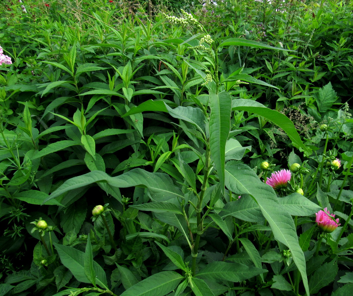 Изображение особи Persicaria lapathifolia.