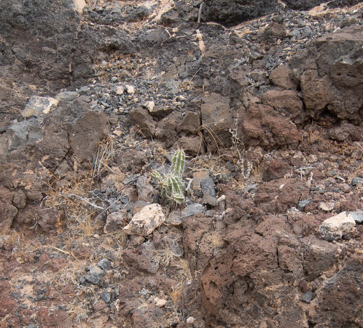 Image of Euphorbia handiensis specimen.