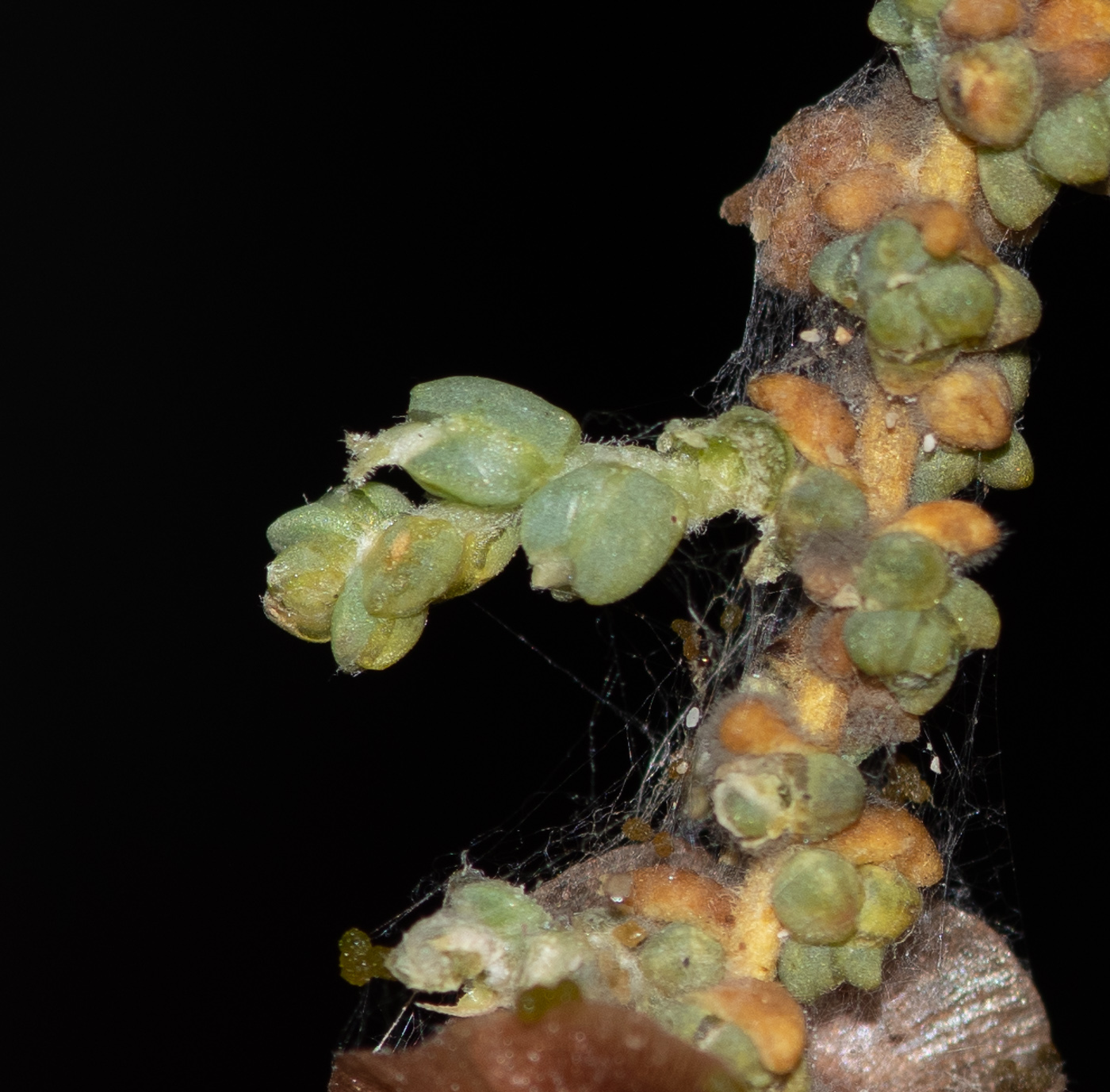 Image of Maireana brevifolia specimen.