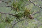 Pinus sylvestris. Верхушка ветви с шишкой. Испания, автономное сообщество Каталония, провинция Барселона, комарка Бергеда, муниципалитет Сальдес, подножие горы Педрафорка, смотровая площадка \"Гресолет\", 1557 м н.у.м., кромка обрыва. 22.09.2019.