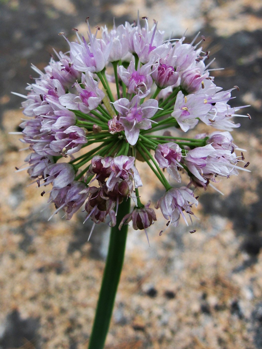 Image of Allium nutans specimen.