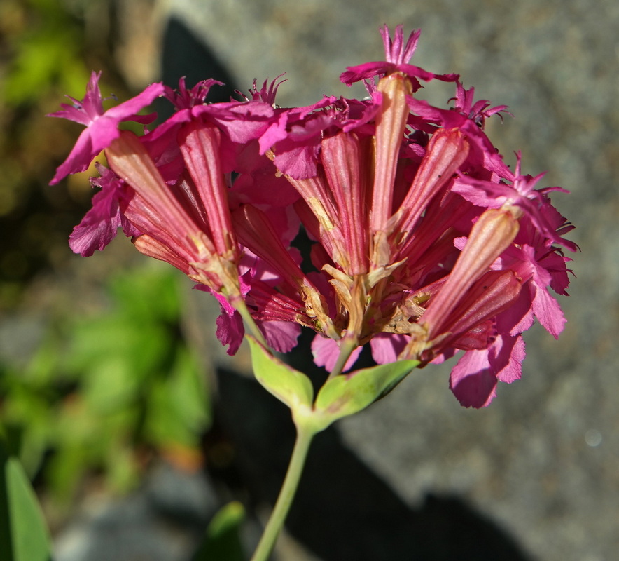 Image of Silene compacta specimen.