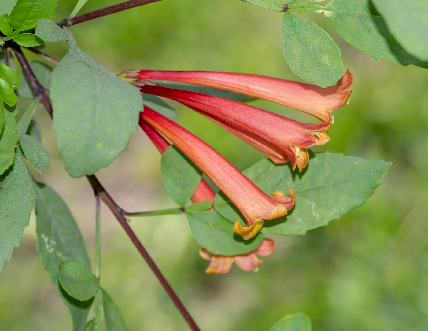 Изображение особи Tecoma fulva ssp. arequipensis.