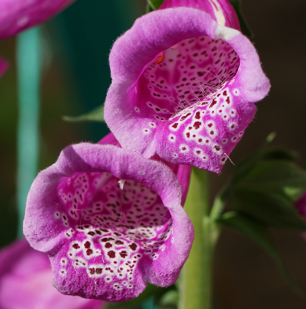 Изображение особи Digitalis purpurea.