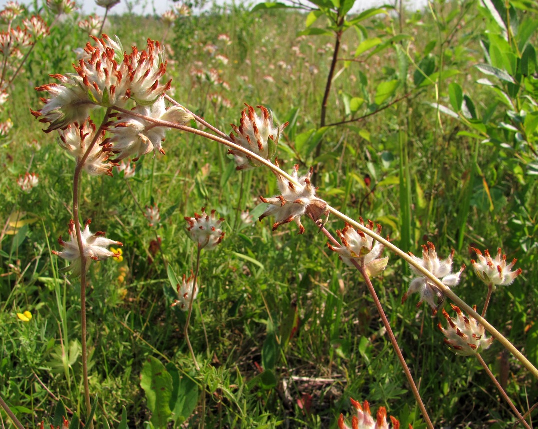 Image of Anthyllis arenaria specimen.