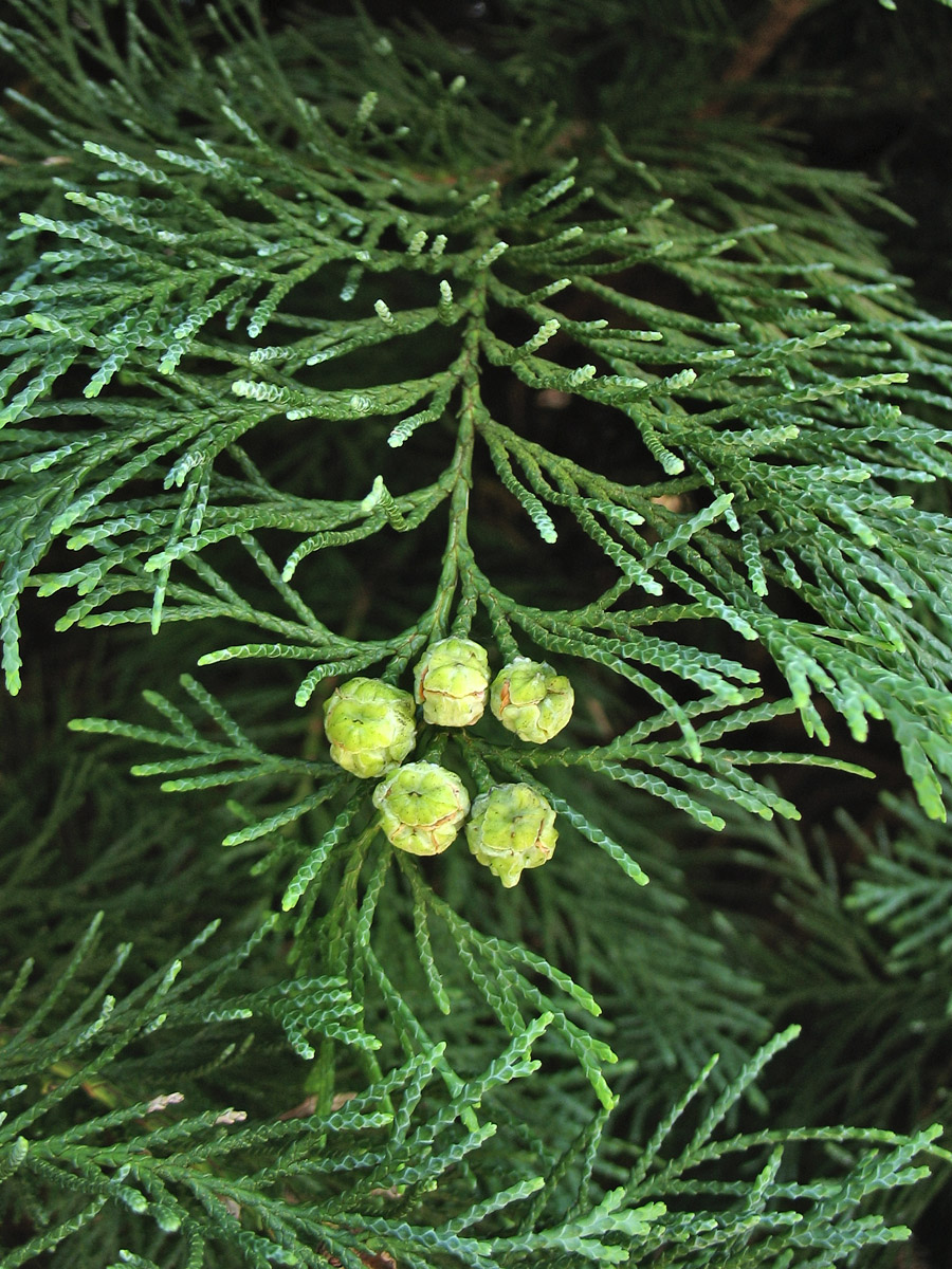 Image of Chamaecyparis lawsoniana specimen.