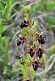 Ophrys &times; aghemanii