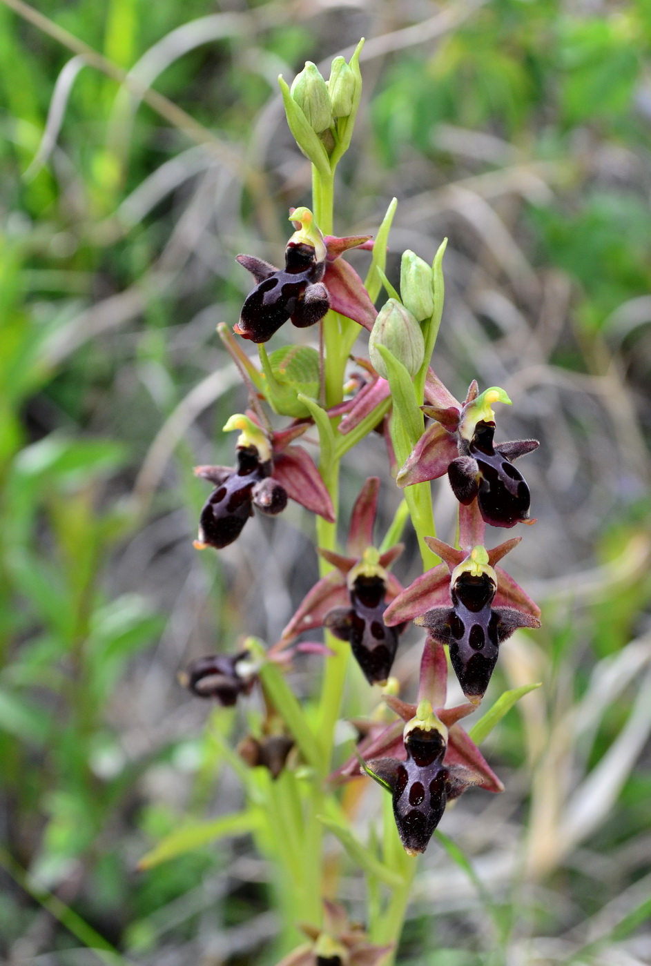 Image of Ophrys &times; aghemanii specimen.