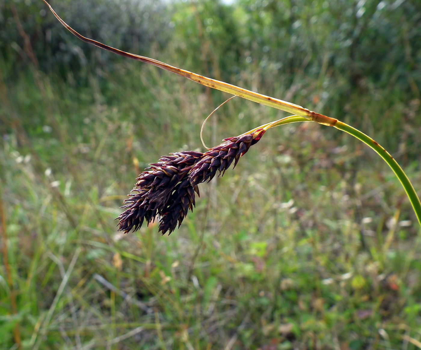 Image of Carex atrata specimen.