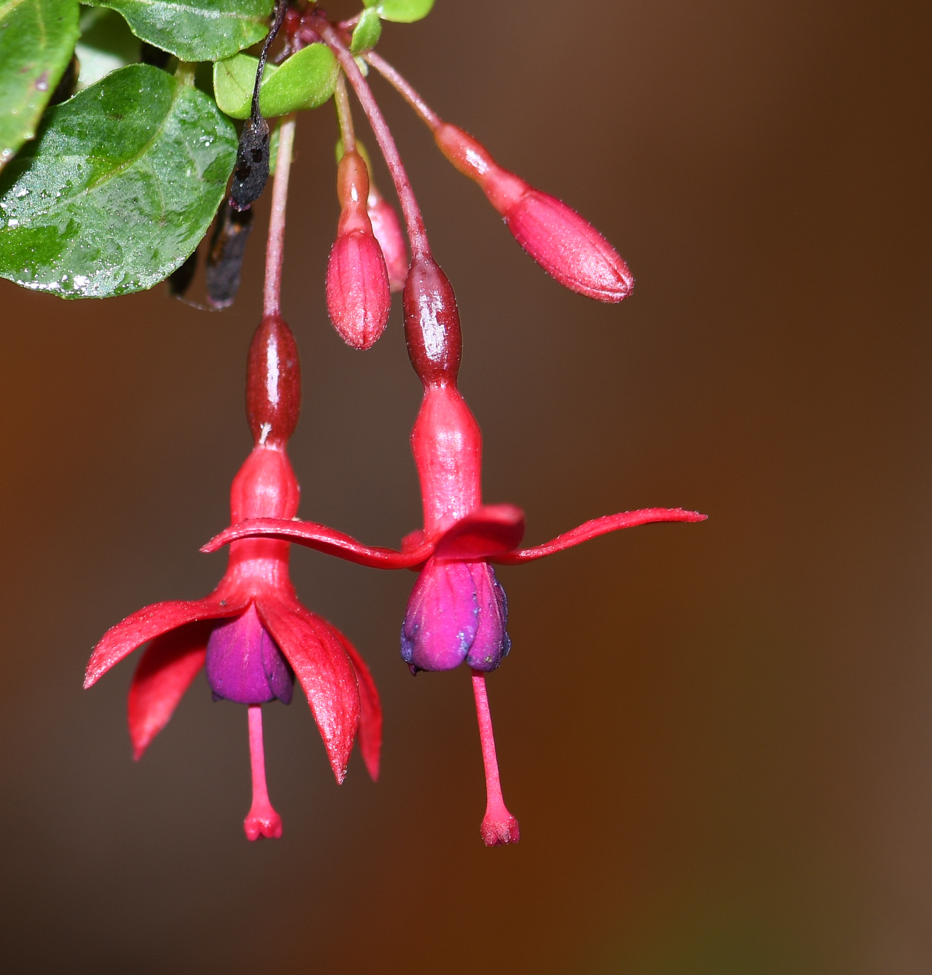 Image of genus Fuchsia specimen.