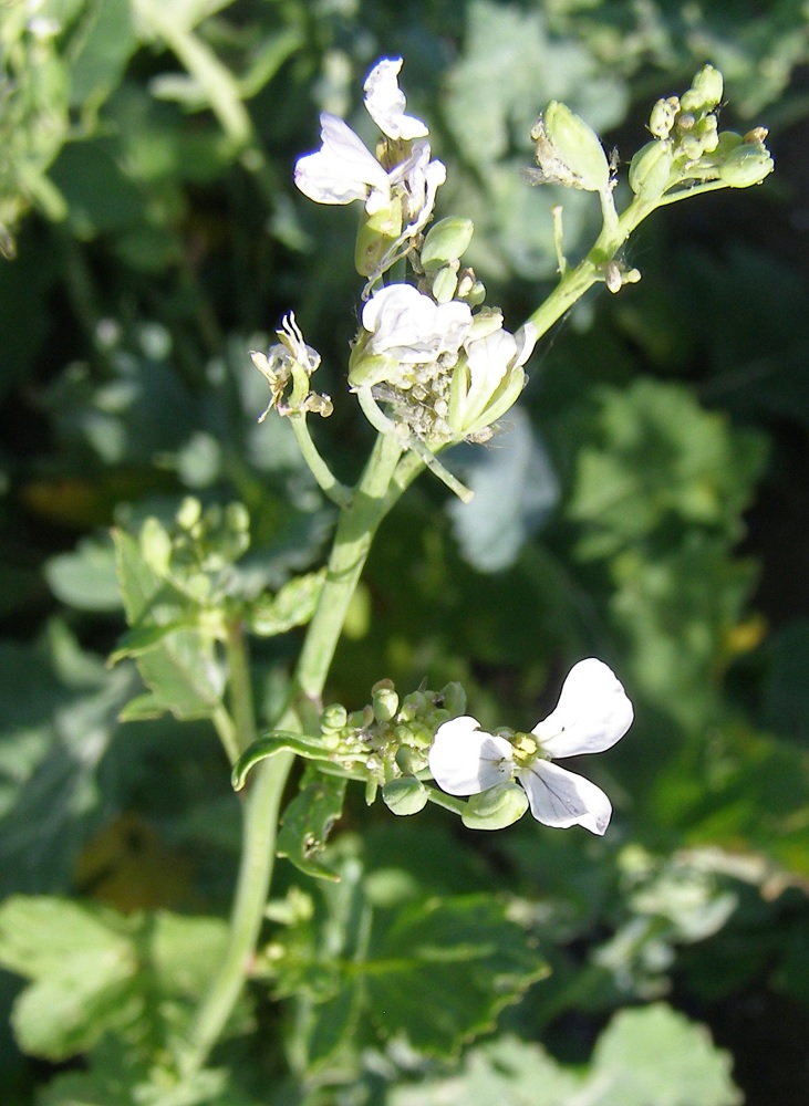 Изображение особи семейство Brassicaceae.