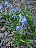 Scilla bithynica. Цветущие растения. Великобритания, Шотландия, Эдинбург, Royal Botanic Garden Edinburgh, в культуре. 4 апреля 2008 г.