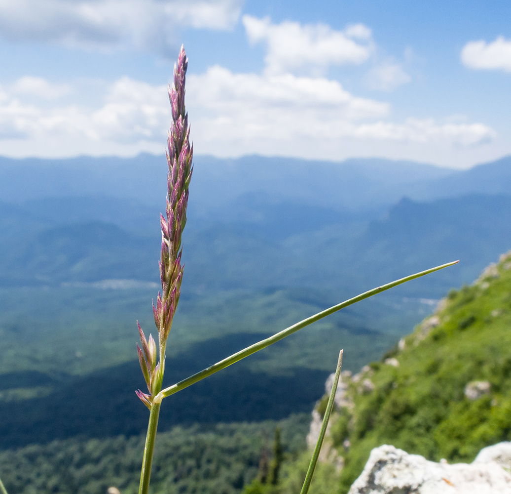 Image of genus Poa specimen.