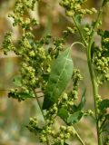 Chenopodium strictum. Побеги с соплодиями. Чувашия, окр. г. Шумерля, ж.-д. насыпь. 16 сентября 2010 г.