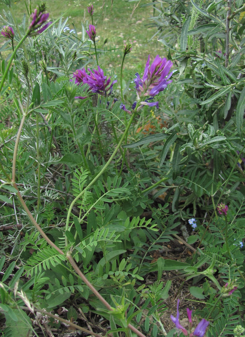 Image of Astragalus onobrychis specimen.