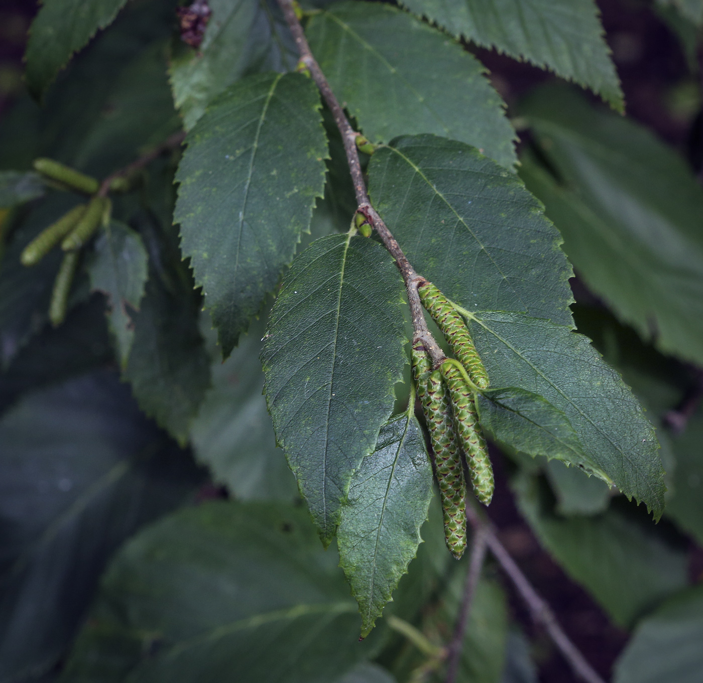 Image of genus Betula specimen.