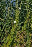 Calystegia sepium. Цветущие растения на побегах Phragmites australis. Московская обл., окр. г. Железнодорожный, долина р. Чёрная, берег пруда. 06.08.2020.