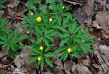 Anemone ranunculoides. Расцветающие растения. Самарская обл., Ставропольский р-н, окр. с. Жигули, залив Жигулёвская Труба, широколиственный лес. 03.05.2021.